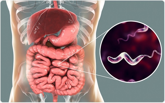 Campylobacter bacteria in intestine, C. jejuni, C. fetus, Gram-negative S-shaped motile bacteria the causative agent of food-borne infection campylobacteriosis, 3D illustration. Image Credit: Kateryna Kon /Shutterstock